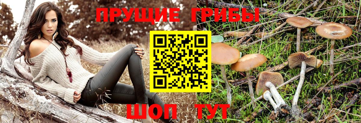 Урюпинск  купить наркоту  Вход с VPN  Псилоцибиновые грибы Cubensis  Псилоцибиновые грибы мицелий 